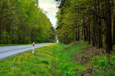 Ormanın derinliklerinde bitki örtüsüyle kaplı bir orman yolu..