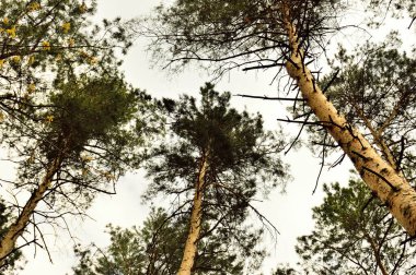 Yerden görünen bulutlu gökyüzüne karşı ağaçların taçları..
