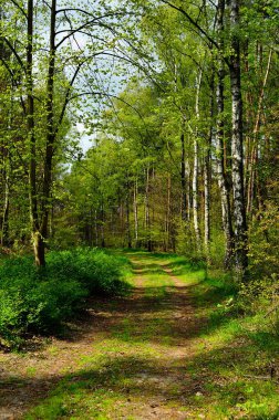 Ormanın derinliklerinde bitki örtüsüyle kaplı bir orman yolu..
