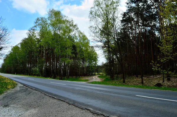 Une Route Forestière Couverte Végétation Fond Forêt — Photo