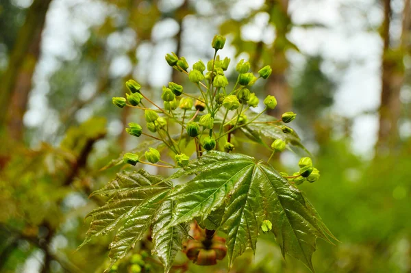 Brotes Las Ramas Los Árboles Jóvenes Primavera — Foto de Stock