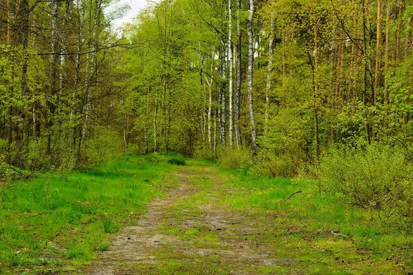 Forest Road Covered Vegetation Deep Forest — Stock Photo, Image