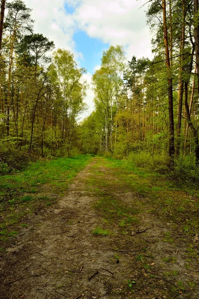 Una Strada Forestale Coperta Vegetazione Immersa Nel Bosco — Foto Stock