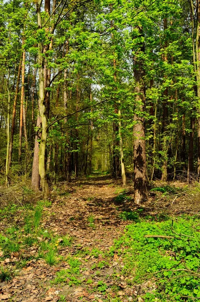 Una Strada Forestale Coperta Vegetazione Immersa Nel Bosco — Foto Stock