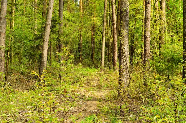 森の深い植生に覆われた森の道 — ストック写真