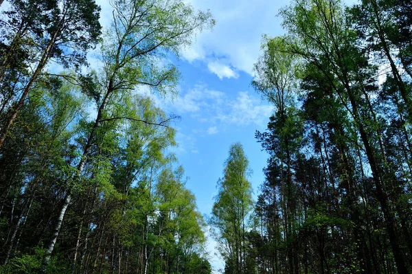Koruny Stromů Proti Zamračené Obloze Vidět Země — Stock fotografie
