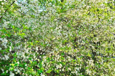 Ağaçların dallarında açan çiçekler gökyüzüne karşı.