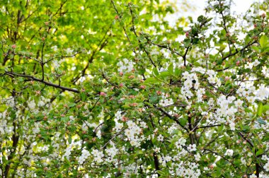 Drzewa obsypane kwiatami na wiosn