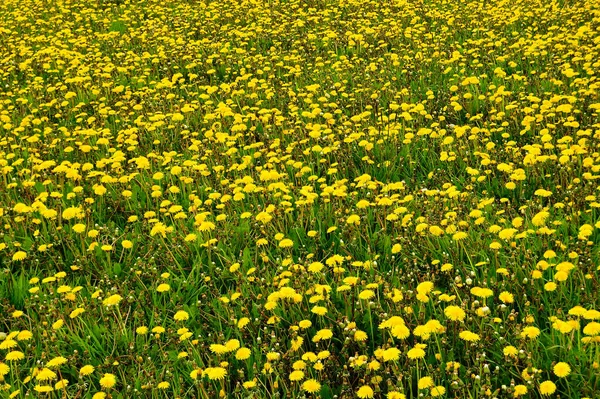 Pradera Llena Caléndulas Florecientes —  Fotos de Stock