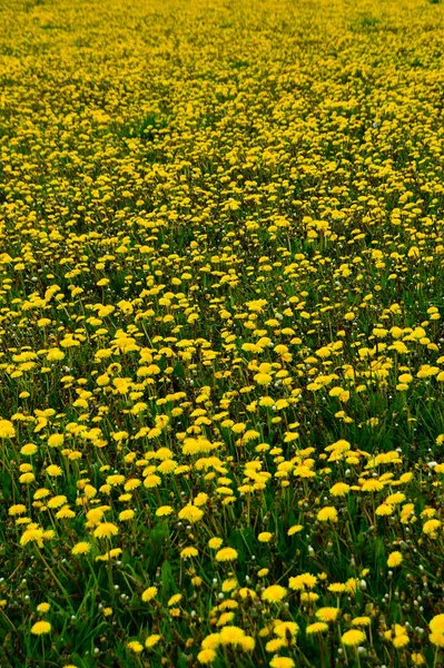 Pradera Llena Caléndulas Florecientes —  Fotos de Stock