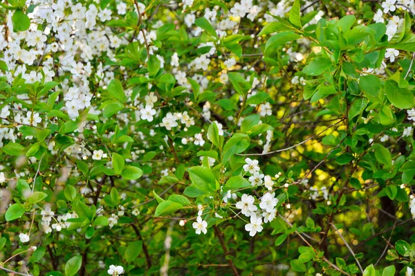 Drzewa Obsypane Kwiatami Wiosn — Foto de Stock