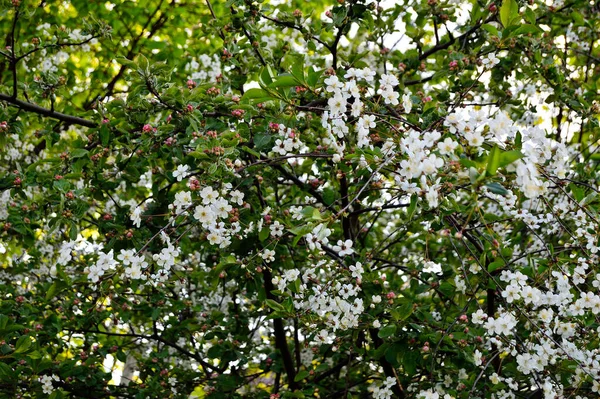 Drzewa Obsypane Kwiatami Wiosn — Stok fotoğraf