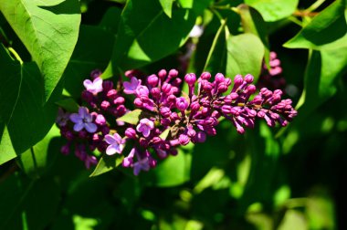 Yeşil yapraklı arka planda çiçek açan leylak.