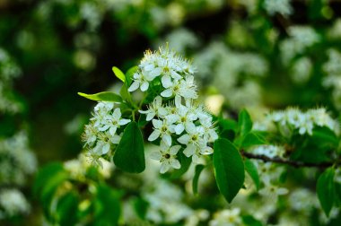 Ağaçların dallarında açan çiçekler gökyüzüne karşı.