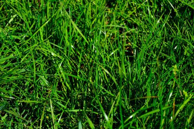 Güneşli bir günde çimen yaprakları. Ayrıntıları kapat.