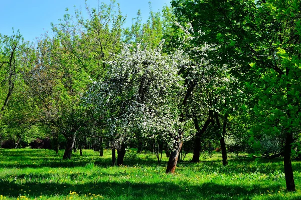 Ağaçların dallarında açan çiçekler gökyüzüne karşı.