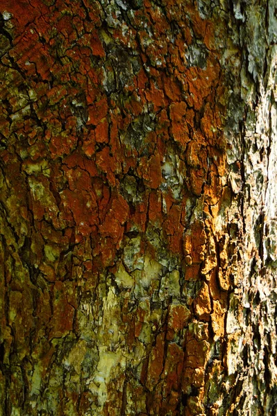 Close Rough Bark Birch — Stock Photo, Image
