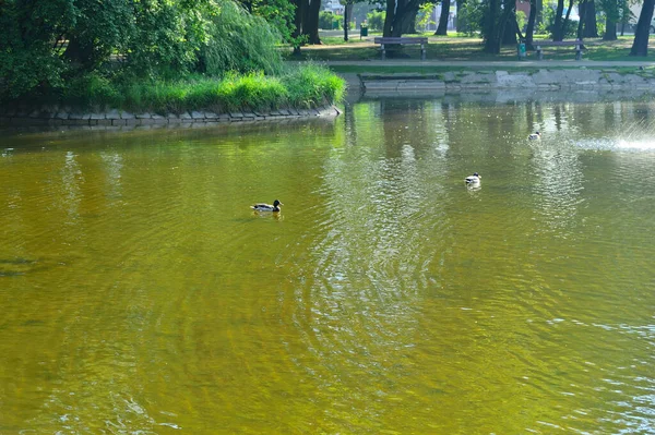 Vodní Ptáci Jezeře Mezi Stromy — Stock fotografie