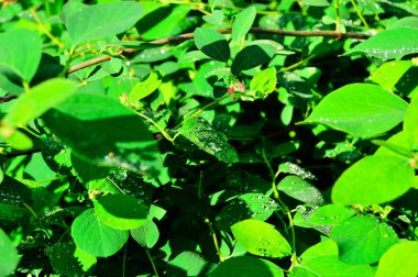 Güneşin doğuşunun keskin ışığında yaprak döken çalılar..