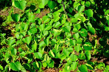 Güneşin doğuşunun keskin ışığında yaprak döken çalılar..