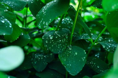 Sabah çiğ taneleriyle kaplı bir çalılığın yaprakları