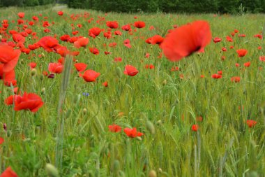  Kırmızı gelincikler ve yeşil buğdaylı mavi mısır çiçekleri.. 