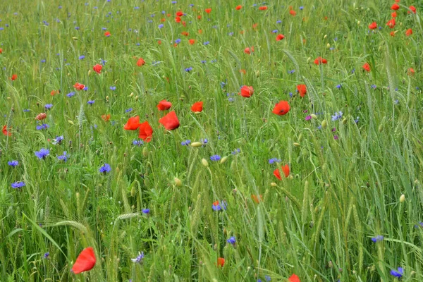 Papaveri Rossi Fiordaliso Blu Grani Verdi Acerbi — Foto Stock