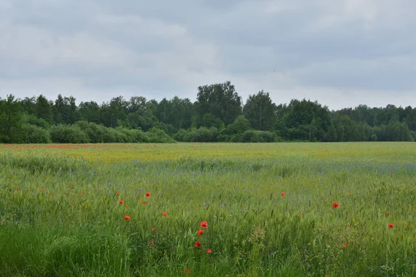 Campo Grano Verde Con Amapolas Acianos Frente Bosque Lluvias Oscuras —  Fotos de Stock