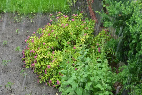 豪雨の間の緑の茂み ぼやけた雨滴はラインのようなものです — ストック写真