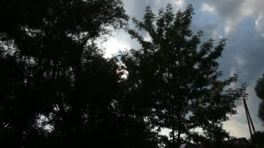 Ağaçların yeşil yaprakları hafif bir esintide hareket eder..