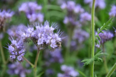 Phacelia tarlası, çiçeğe polen saçan bir arıya yakın plan. Yaz günü. 