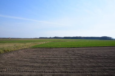 Yeşil çayır ve gökyüzü, arka planda güneşli bir günde orman.