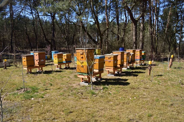 Μελίσσια Και Μέλισσες Ανάμεσα Στα Δέντρα Μια Ηλιόλουστη Μέρα Καλοκαίρι — Φωτογραφία Αρχείου