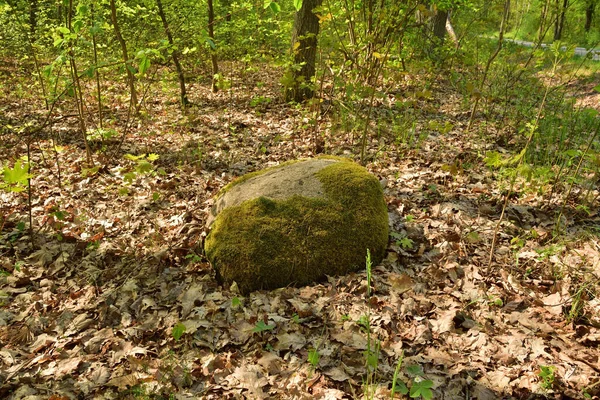 Mossy boulder lying in the forest litter in the shade of trees. Autumn.