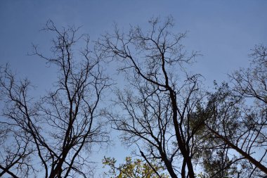 Gökyüzüne karşı ağaçlar, güneşli bulutsuz bir gün.. 