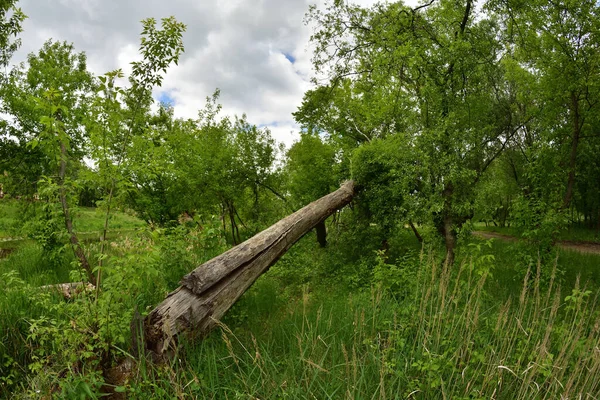 Árbol Volcado Roto Por Viento —  Fotos de Stock