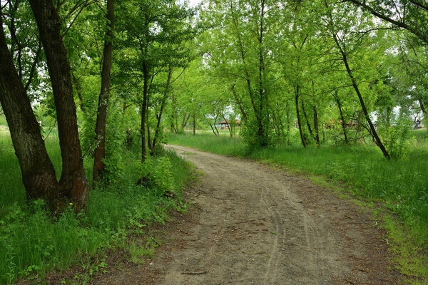 A forest road that turns left among green trees