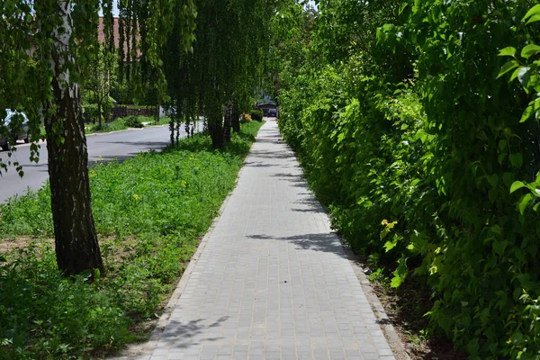 Asfalt yol ve asfalt, güneşli güneyde yeşil ağaçlarla gölgelenmiş. Yaz.