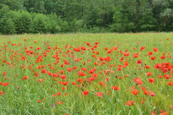 Mohn Und Kornblumen Inmitten Des Grünen Getreides Auf Dem Feld — Stockfoto