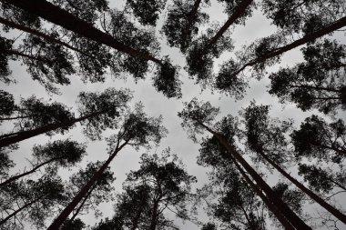 Bulutlu bir gökyüzünün arka planına karşı ormandaki ağaçlardan oluşan bir taç. Bahar.