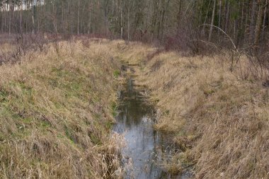 İlkbaharın başlarında kurumuş çimenlerin arasında akarcasına. Bulutlu bir gün.