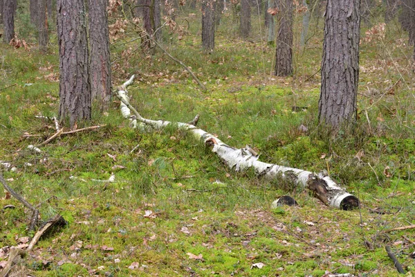 Kmeny Stromů Vysekané Naskládané Uspořádané Připravené Odstranění Lesa Průmyslu Les — Stock fotografie