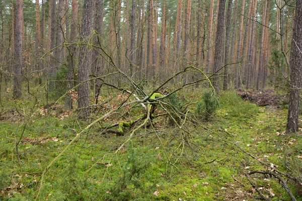 Άνεμος Έσπασε Δέντρο Ρίζες Και Κορμός Ενός Αναποδογυρισμένου Δέντρου Συννεφιά — Φωτογραφία Αρχείου