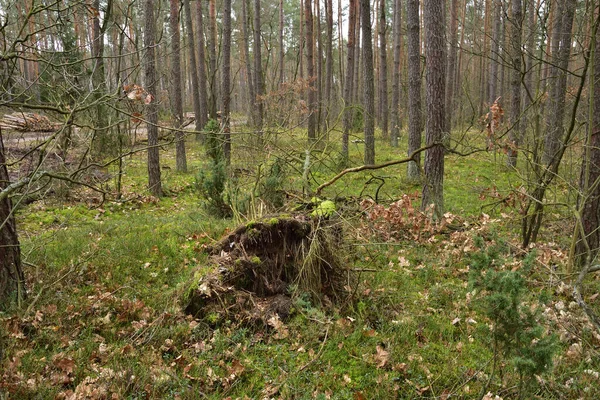 Vento Quebrou Árvore Raízes Tronco Uma Árvore Derrubada Dia Nublado — Fotografia de Stock