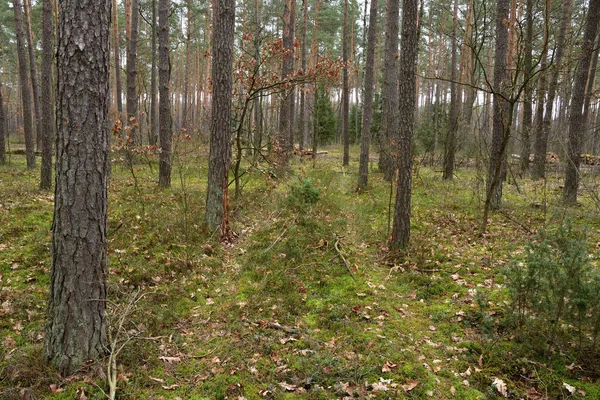 Route Forestière Entre Les Arbres Dans Une Forêt Sauvage Nuages — Photo