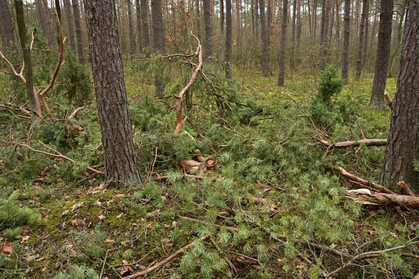 Vent Brisé Arbre Racines Tronc Arbre Renversé Jour Nuageux — Photo