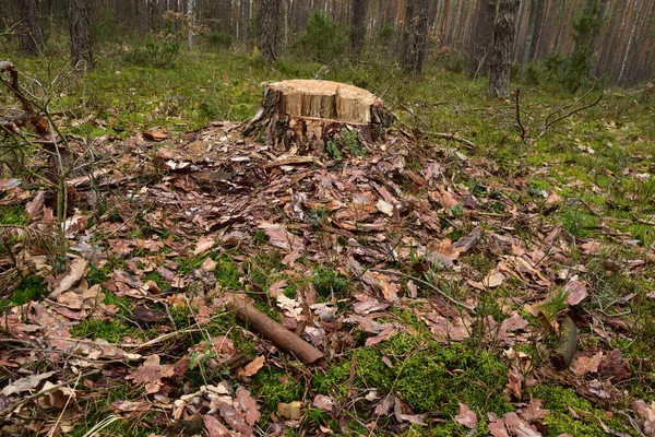 Apanhar Árvore Meio Floresta Selvagem Primavera Dia Nublado — Fotografia de Stock