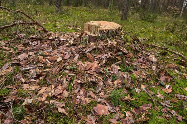 Apanhar Árvore Meio Floresta Selvagem Primavera Dia Nublado — Fotografia de Stock