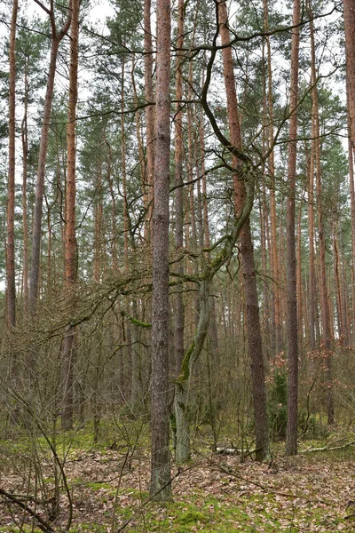 Couronne Arbres Dans Forêt Sur Fond Ciel Nuageux Printemps — Photo