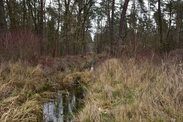 Brook Parmi Herbe Flétrie Début Printemps Jour Nuageux — Photo